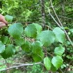 Betula occidentalis Ліст