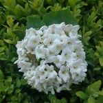 Viburnum carlesiiКветка