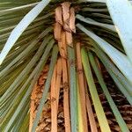 Yucca rostrataOtro