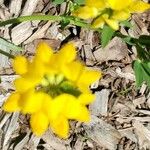 Lotus corniculatusFlower