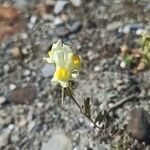 Linaria supinaFlower