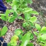 Erythroxylum suberosum Folla