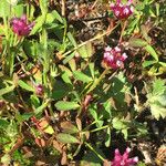 Trifolium depauperatum Alkat (teljes növény)