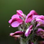 Pedicularis mixta Flower