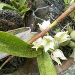 Prosthechea chacaoensis Flower