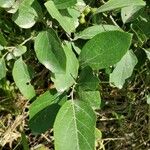 Cordia dentata Hoja