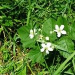 Rubus fruticosusFlor