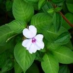 Impatiens flaccida പുഷ്പം