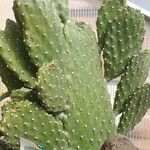 Consolea rubescens Hoja