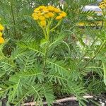 Tanacetum vulgare Leaf