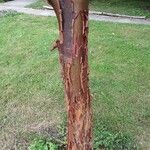 Acer griseum Rinde
