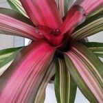 Neoregelia carolinae Листок