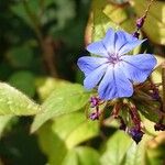 Ceratostigma willmottianumŽiedas