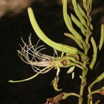 Bauhinia ungulata Flower