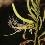 Bauhinia ungulata Kvet