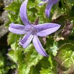 Campanula garganica Blomma