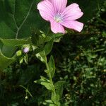 Linum viscosum Fiore