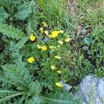 Potentilla aurea ശീലം