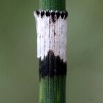 Equisetum x moorei