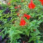 Salvia roemeriana Flor