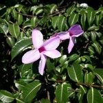 Cryptostegia madagascariensis Flower