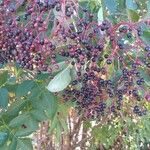 Sambucus nigra Fruit