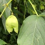 Staphylea pinnataFlower