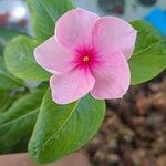 Catharanthus coriaceus Flower