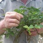 Vigna trilobata Otro