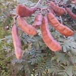 Libidibia ferrea Плод