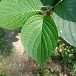 Cornus sericeaLeaf