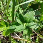 Trollius chinensis ഇല