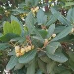 Arbutus andrachne Frunză