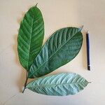Anonidium mannii Leaf