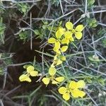 Vella spinosa Flower