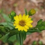 Chrysopsis mariana Flower