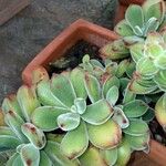 Echeveria pulvinata Ліст