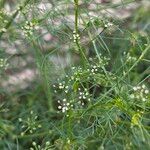 Cyclospermum leptophyllum Blüte