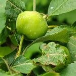 Malus sikkimensis Плод