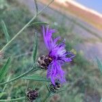 Centaurea napifoliaBlüte