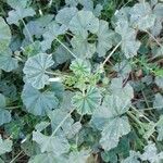 Malva pusilla Leaf