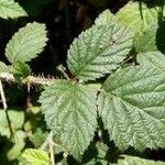 Rubus ursinus 葉