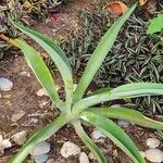 Agave demeesteriana Blatt