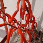 Aloe grandidentata Цвят