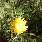 Sonchus maritimus Floare