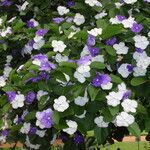 Brunfelsia australis Агульны выгляд