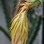 Selenicereus grandiflorus Virág