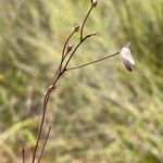Genlisea angolensis Flor