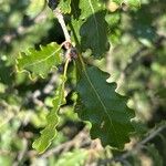 Quercus fagineaपत्ता