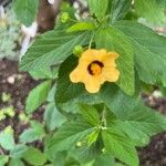 Sida rhombifolia Blüte
